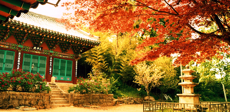 Yeongguk Temple (Yeongguksa): A harmony between a thousand old temple and a thousand old tree 이미지