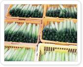 Dong-Eui Korean Herb Cucumber 이미지