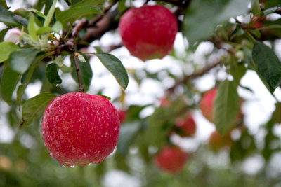 Яблоки из Есана image