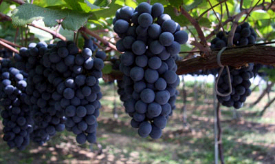 Виноград из Ёндона image